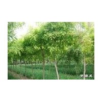 各種規(guī)格白蠟國槐直銷商