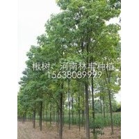 河南周口楸樹基地