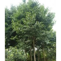 黃連木.無患子.三角楓.香樟.杜仲.法桐.美國(guó)紅楓.國(guó)槐