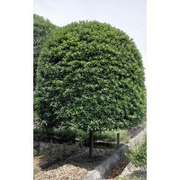 桂花專業(yè)戶批發(fā)銷售基地