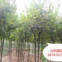供應(yīng)榆樹 金葉榆 椿樹 圓冠榆 絲綿木