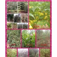 絢麗海棠二年園圃苗1.2米分支四萬棵