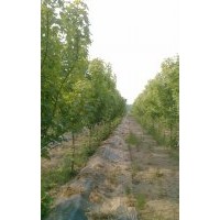 美國(guó)紅楓（秋火焰）