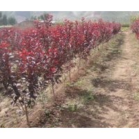 供應(yīng)碧桃/碧桃產(chǎn)地/碧桃價(jià)格