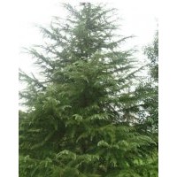 供應(yīng)白皮松*泰安白皮松*山東白皮松