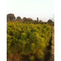 貴州供應(yīng)濕地松小苗、批發(fā)1公分濕地松、2公分濕地松、造林