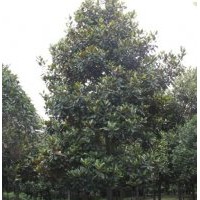 8--20公分廣玉蘭