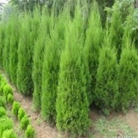 長(zhǎng)期供應(yīng)雪松、蜀松、油松等