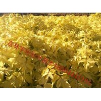 金葉復(fù)葉槭，絢麗海棠