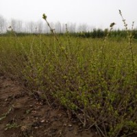 金葉女貞P80-100-120