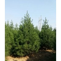 藍(lán)田聚慶苗圃大量供應(yīng)白皮松、櫻花、玉蘭