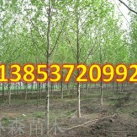 法桐樹種植 造型法桐 速生法桐 法桐小苗