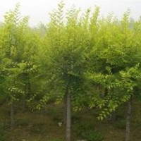 金葉榆 速生柳 香花槐 火炬 法桐 刺槐 國槐 炮桐