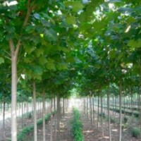 10公分.12公分速生法桐.(1至4年帽)15公分法桐報(bào)價(jià)中心