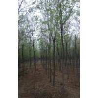 特供2-10公分老式白蠟4000棵 山東冠縣