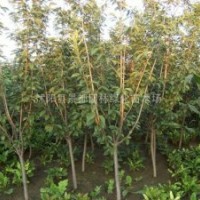 高桿女貞小苗、櫻花小苗、紫荊、紫薇、廣玉蘭