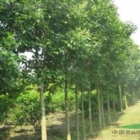 行道樹品種 大葉女貞 高桿女貞 大葉女貞小苗