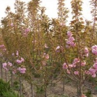 別名仙櫻花 福島櫻 青膚櫻 荊挑 山櫻花 恨島櫻 櫻花報(bào)價