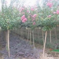 江蘇紅花紫薇價(jià)格是多少