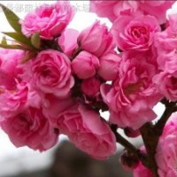 紅梅、綠梅、垂梅、龍游梅、白梅、臘梅