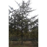 供應河南銀杏樹苗木 河南銀杏樹價格
