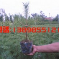 樟子松1-3年生營(yíng)養(yǎng)袋