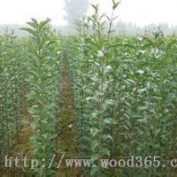 現(xiàn)在2公分3公分4公分高桿女貞價格