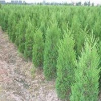 大量供應：龍柏,蜀檜,扶芳藤,衛(wèi)矛,檜柏,紅葉小檗