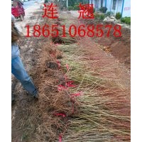 連翹價格，連翹種植基地，批發(fā)連翹，連翹圖片