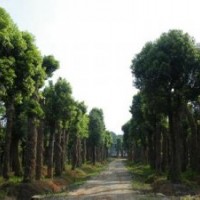 供應(yīng)湖南野生香樟，原生香樟，尺寸一應(yīng)俱全