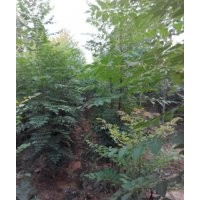 山西北欒苗 北欒苗價格 北欒苗基地