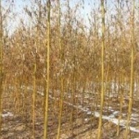 今年5公分6公分7公分垂柳價(jià)格 垂柳產(chǎn)地