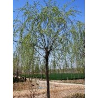 供應(yīng)垂柳2-15公分、垂柳價格、垂柳圖片、垂柳基地