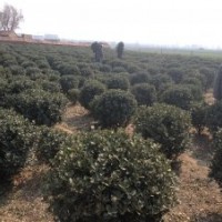 供應(yīng)煙臺招遠(yuǎn)冬青球苗，大葉黃楊球苗