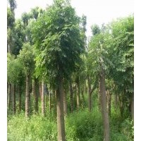 供應(yīng)胸徑18公分欒樹，全冠欒樹，骨架欒樹