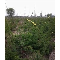 黃刺玫、金葉龍爪槐、國(guó)槐、山杏