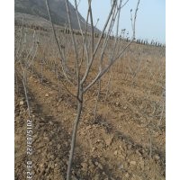 山東諸城供應(yīng)2—3公分紫丁香