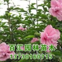 河北速生白蠟價(jià)格羊年春季價(jià)格