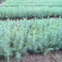 大量供應(yīng)小苗:銀杏小苗、桃樹小苗 、雪松小苗