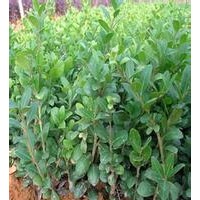 大量供應(yīng)小苗:熊掌木小苗、龜甲冬青小苗、六月雪小苗