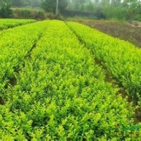 大量供應小苗:金葉女貞小苗、日本女貞小苗