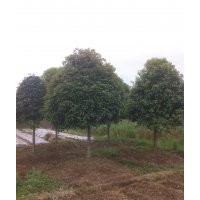 直徑8 10 12 15 20 22公分桂花樹苗