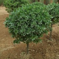 高桿冬青球，高桿大葉黃楊球基地銷售