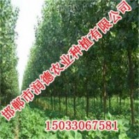河北歐美楊【邯鄲潤德農(nóng)業(yè)】歐美楊價(jià)格