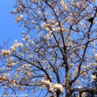 低價(jià)出售8-10公分白玉蘭