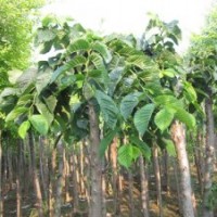 4公分大葉垂榆 白玉蘭 綠化小苗