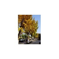 低價供側(cè)柏、刺槐、國槐、油松、白皮松 香椿苗 臭椿