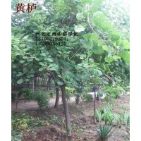 3公分黃櫨4公分