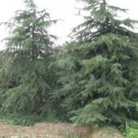 雪松樹苗價格、雪松價格信息、雪松價格
