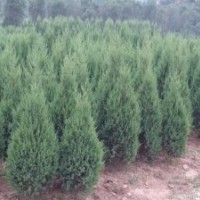 40公分|50公分|60公分|70公分|80公分高刺柏什么價格